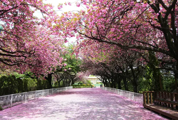 実は桜の名所