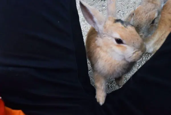 キャベツ配れます