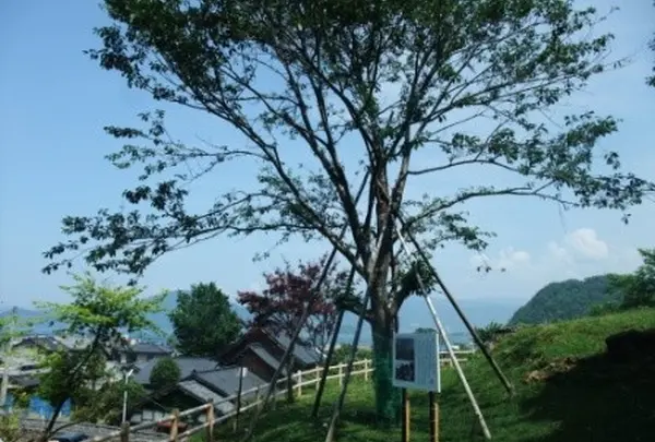 ロケの桜は・・・