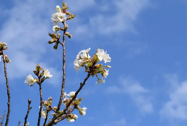 春は桜、夏はハス