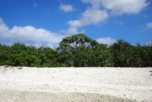 サンゴが打ち上げられるビーチ