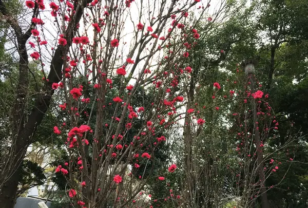 戸山公園（交通公園）の写真・動画_image_69525