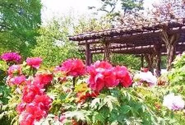 「ボタン園とお花畑」