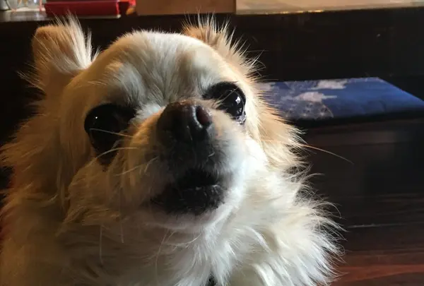 看板犬がお出迎え