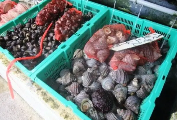 新鮮な貝などのお土産も