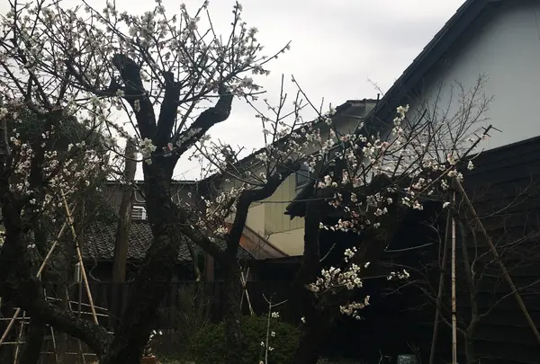 奥にある中庭で春を感じる