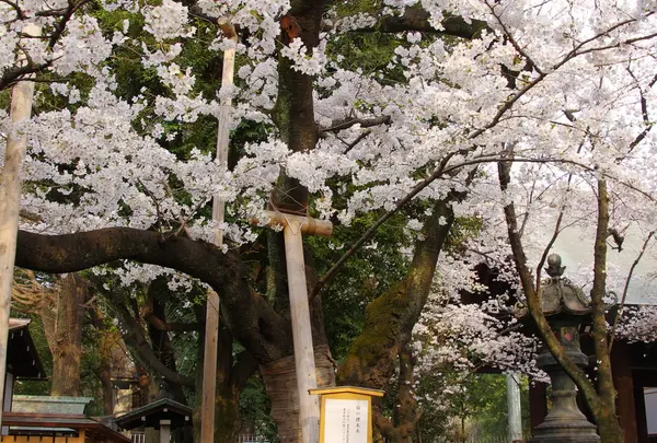 桜の標本木