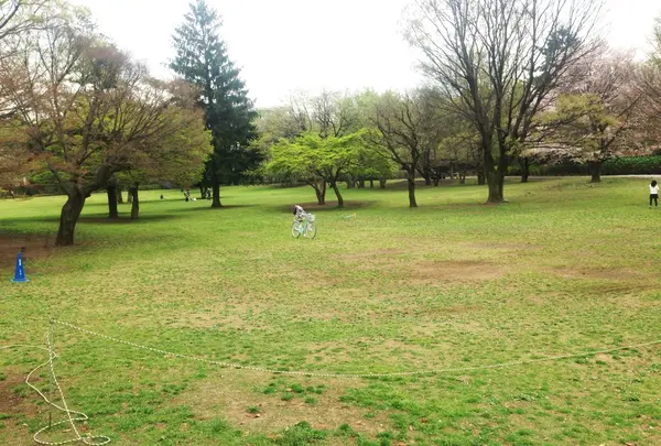 木々