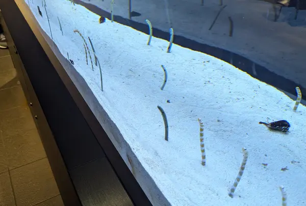 すみだ水族館の写真・動画_image_714242