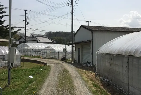 周りにはいちごのビニールハウスだらけ!