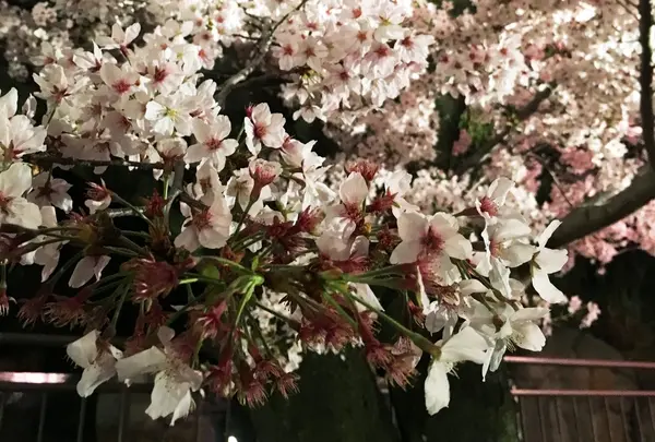 きれいな桜がいっぱいです!