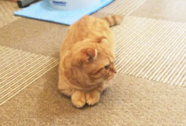 マンチカンもいる！