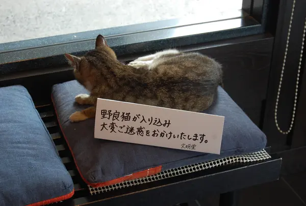 え？猫？猫の席なの？