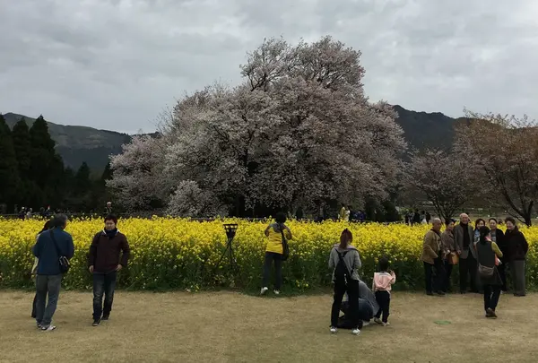 一心行の大桜の写真・動画_image_72215