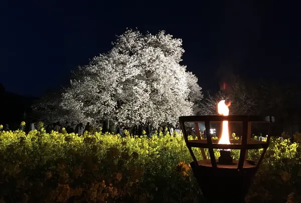 一心行の大桜の写真・動画_image_72216