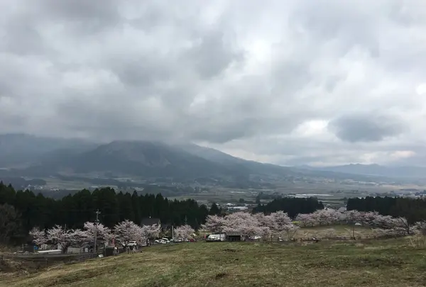 観音桜の写真・動画_image_72219