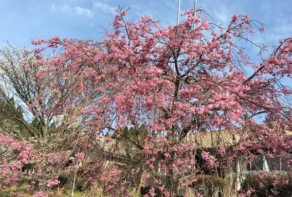 素晴らしい‼︎
