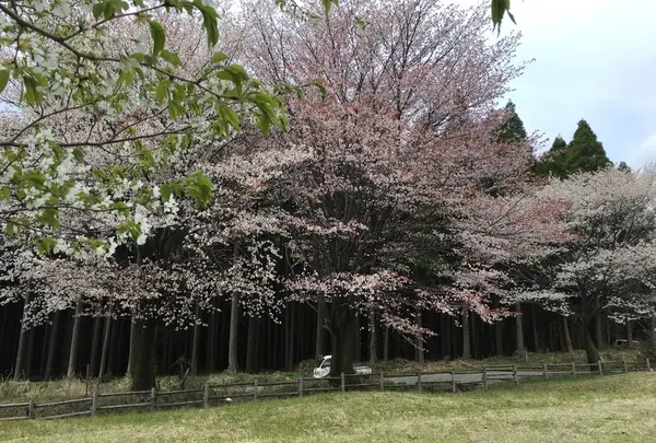 大木が素晴らしい‼︎