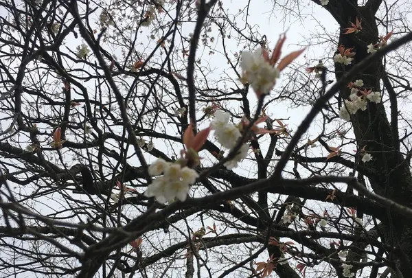 前原の一本桜の写真・動画_image_72385