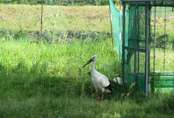 兵庫県立コウノトリの郷公園の写真・動画_image_729957