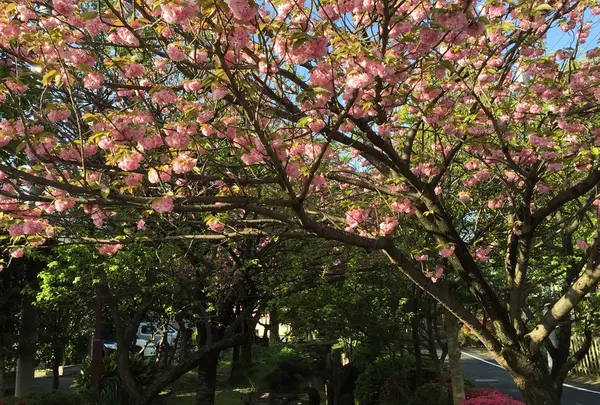 古川親水公園の写真・動画_image_73497