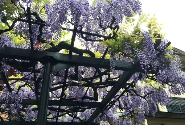 毘沙門天