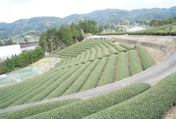 一面に広がる茶畑