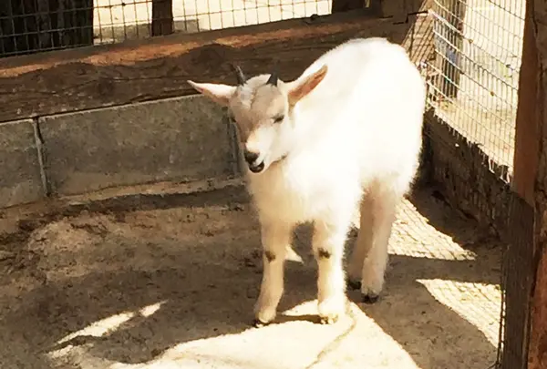 キツネの他の動物もいっぱい！