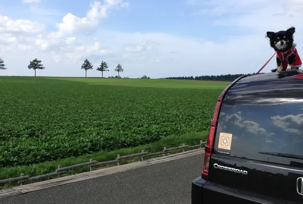 メルヘンの丘