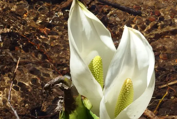 水芭蕉