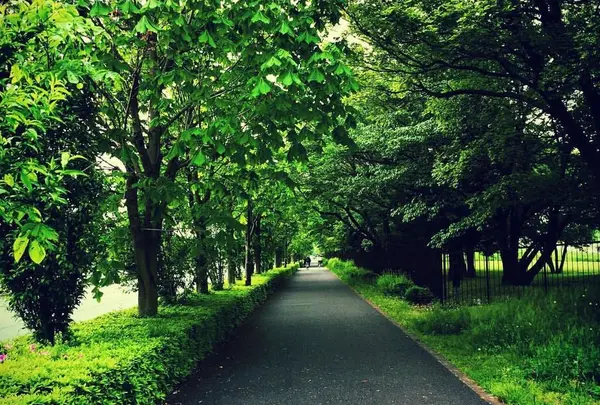 緑が生い茂る道