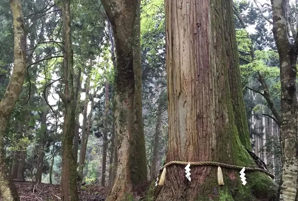 夫婦杉