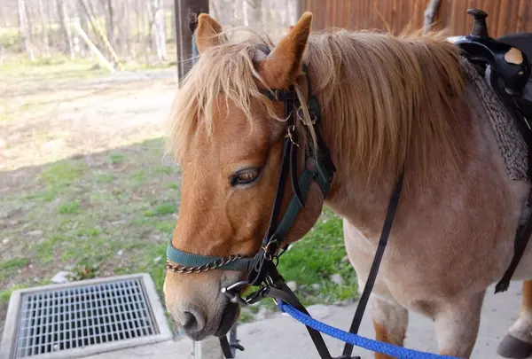 鞍や手綱を装着