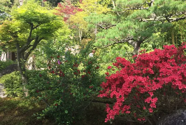 鈴虫寺（華厳寺）の写真・動画_image_75832
