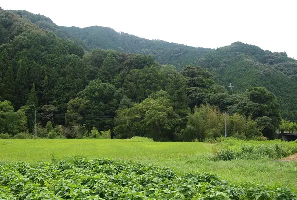 のどかな風景
