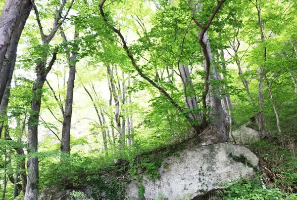 トトロが出てきそうな森🌳