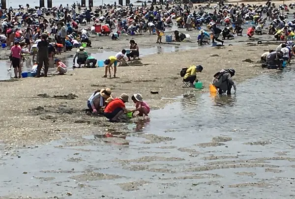 潮が良いと島まで干上がりますよ。