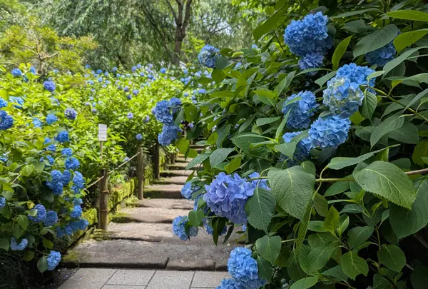紫陽花