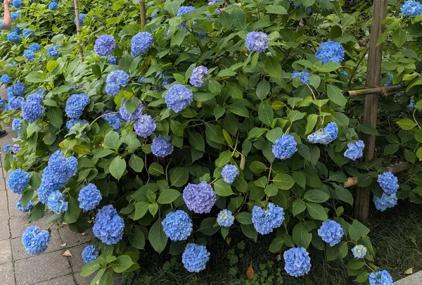 境内の紫陽花
