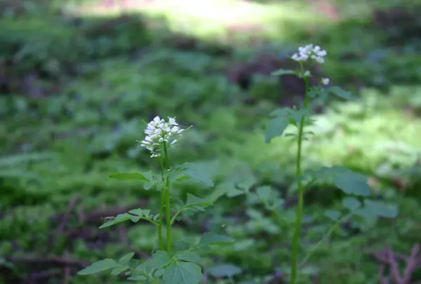 小さな命🌼