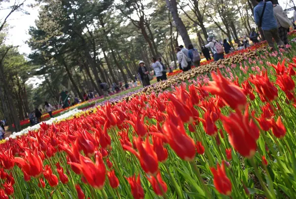 国営ひたち海浜公園の写真・動画_image_76529