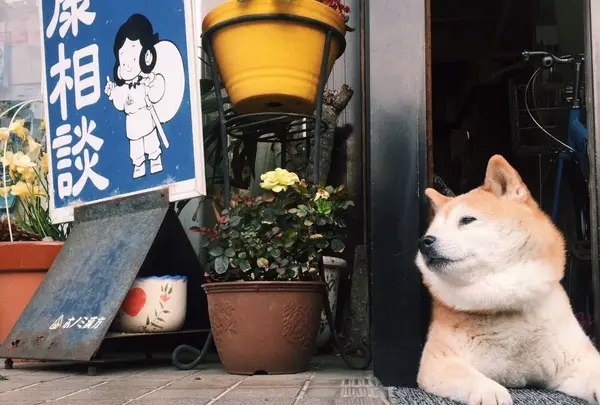 ひがし茶屋街の写真・動画_image_76700