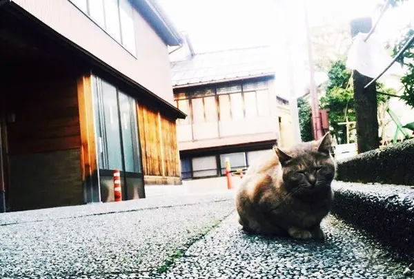 ひがし茶屋街の写真・動画_image_76701