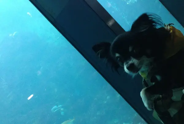 わんこOKの水族館