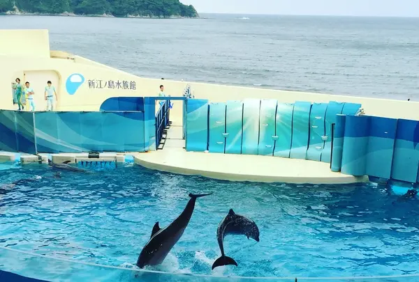 相模湾をバックにイルカ達のショー