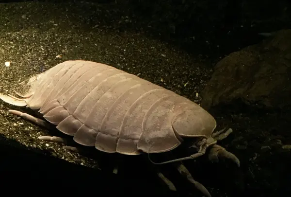 ダイオウグソクムシです