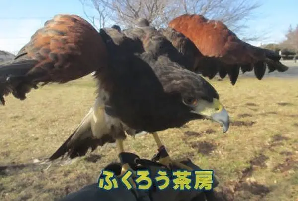 ふくろう茶房の写真・動画_image_77786