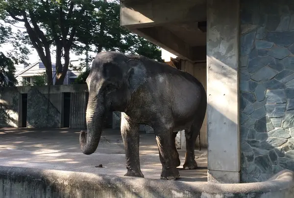 アジアゾウのはな子