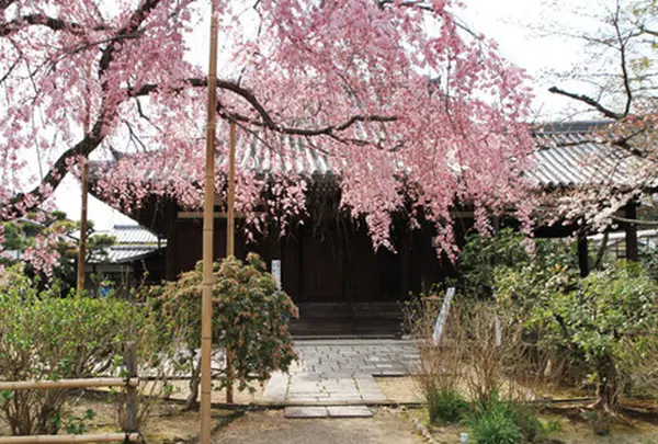 待賢門院桜