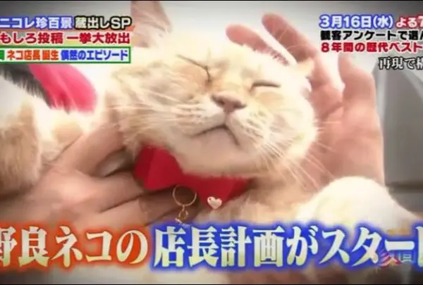 幸せのねこ、らぶにゃん店長に会いにいこう